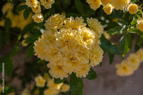 Wallpaper Mural Cluster of Vibrant Yellow Lady Banks' Roses in Full Bloom Torontodigital.ca