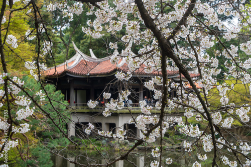 新宿御苑の日本庭園と桜の風景