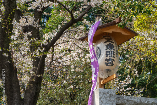 芝東照宮の桜と提灯（東京）