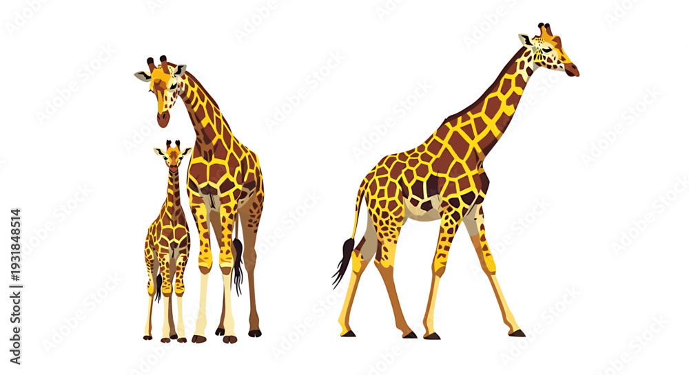 Obraz premium Giraffe Family Illustration on White Background. Vector Illustrations. EPS Editable