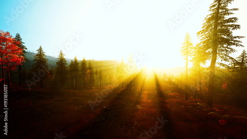 Photos sunrise light through pine forest, golden rays spill over meadow, long shadows s