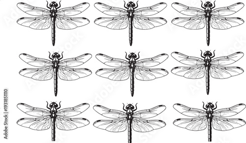 Black silhouette dragonfly set multiple winged insects detailed wings body antennae various poses flying insects, nature wildlife vector illustration for summer garden designs logos