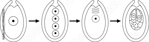 Coloring page with formation of the female gametophyte in spruce. Sexual process in spruce from the microspore mother cell to the female gametophyte with two archegonia.