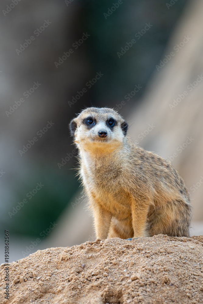 Fototapeta premium Small meerkat sentry looking at the camera while sitting on top of a sandy burrow
