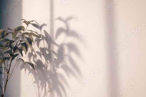 Plant with shadow on wall.