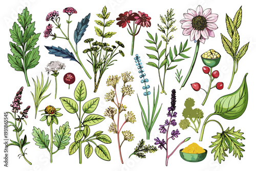 A colorful illustration of various herbs and flowers arranged on a white background