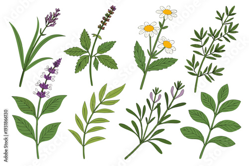 A vector graphic illustration of various herbs and plants with green leaves and colorful flowers on a white background
