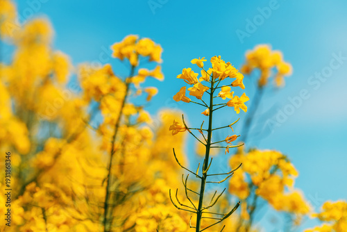 Yellow canola crop blooming crops in field