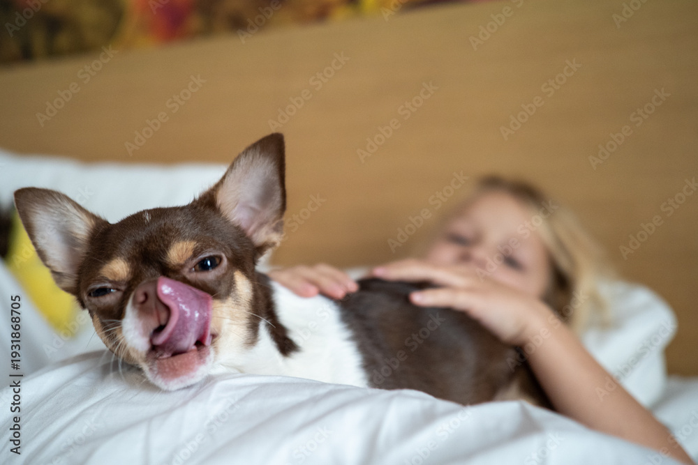 Obraz premium Close up of a small chihuahua puppy with tongue out being petted by a child on a bed