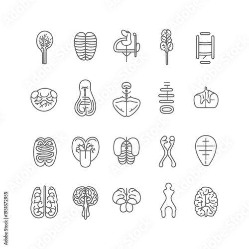 A Collection of Line Drawings Depicting Various Human Organs