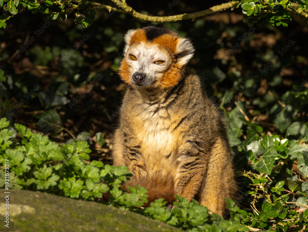Fototapeta premium Lémur couronné