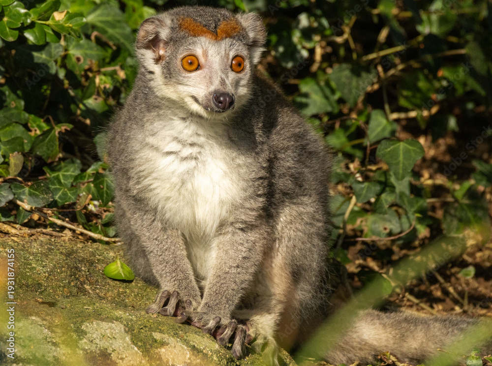 Fototapeta premium Lémur couronné