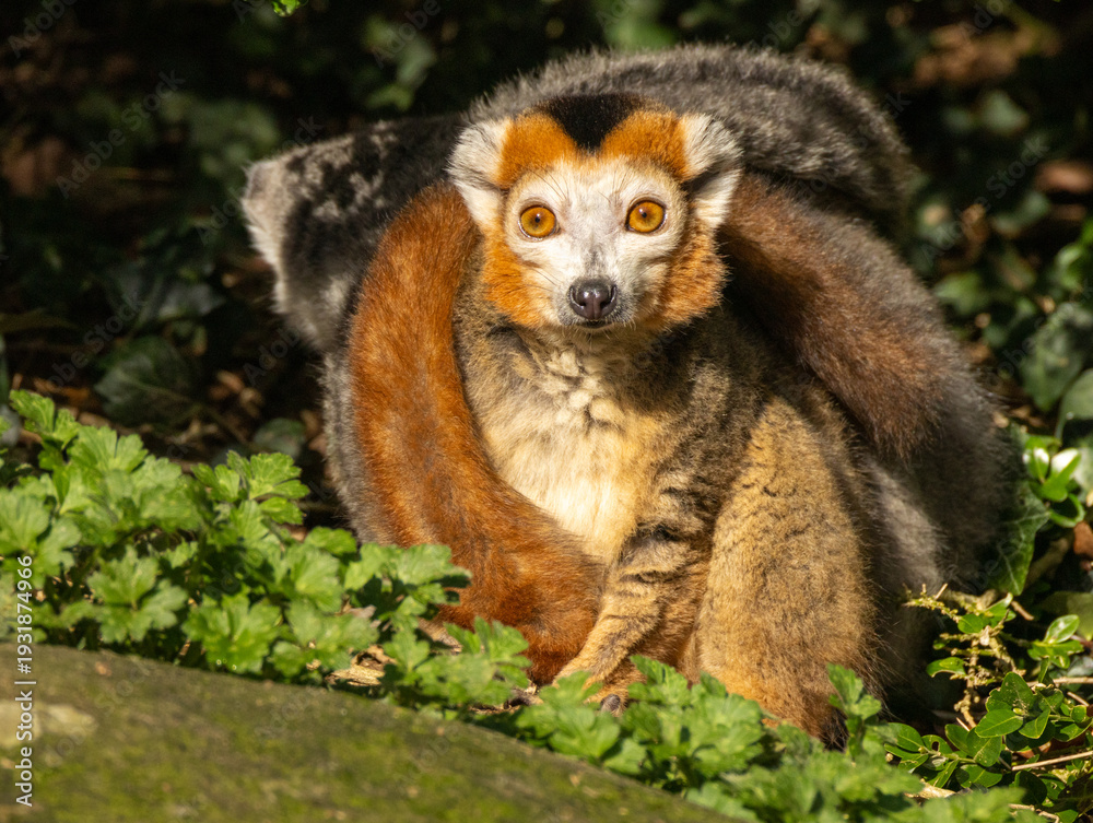 Fototapeta premium Lémur couronné