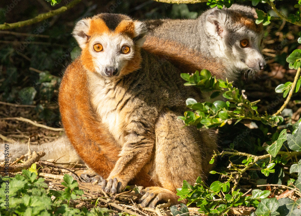 Fototapeta premium Lémur couronné