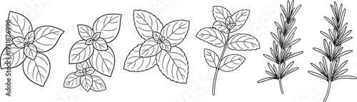 Collection of stylized black and white line drawings depicting various fresh culinary herbs