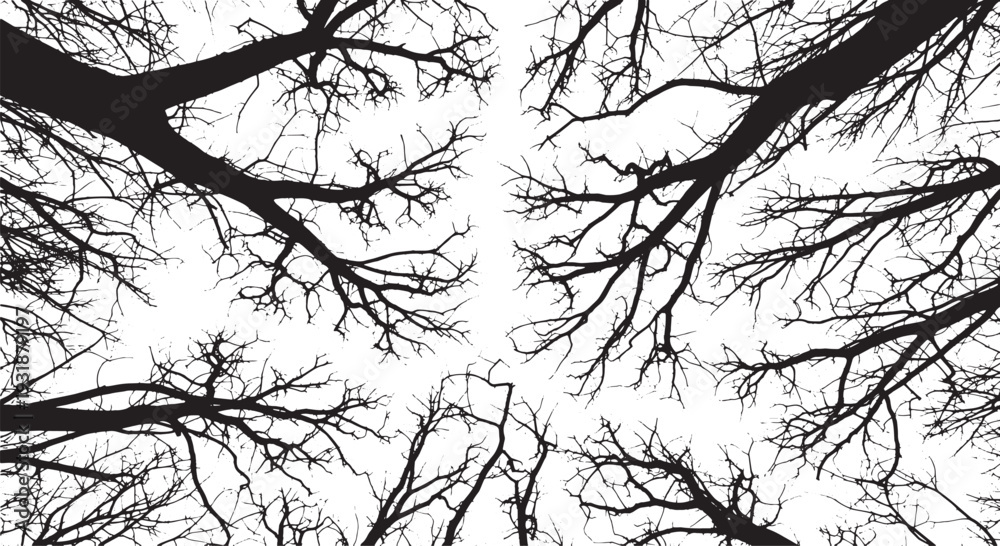 Fototapeta premium Tree branches silhouetted against the sky viewed from below in a forest environment
