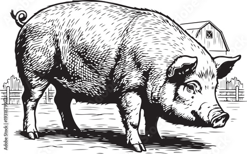 A classic black and white illustration of a pig standing in a rural setting with distant buildings Vector, illustration
