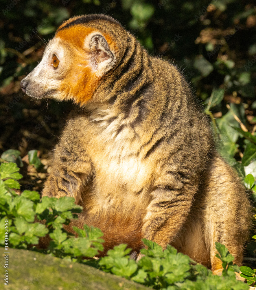 Fototapeta premium Lémur couronné