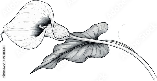 Black and white sketch of a single orchid flower with leaves