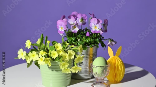 Easter decoration with spring flowers on violet background. Slow rotation