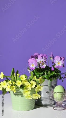 Easter decoration with spring flowers on violet background. Slow rotation