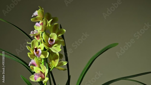 Yellow flowers of Cymbidium orchid. Slow rotation