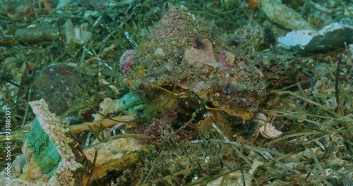 Large hermit crab foraging through detritus on seabed.