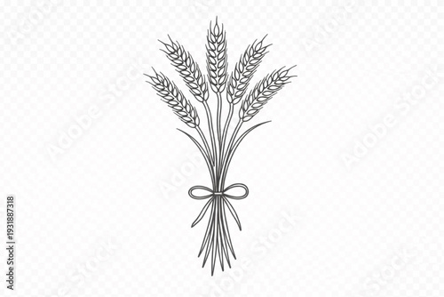 Elegant Line Art Wheat Bundle Vector: Hand-Drawn Grain Stalks with Ribbon Bow for Bakery, Agriculture, Harvest & Natural Food Designs