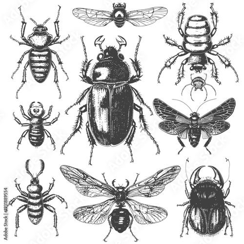 Collection of Hand-Drawn Insects with Detailed Anatomical Features