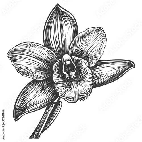 Hand-drawn Illustration of a Single Orchid Flower