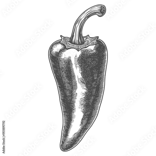 Hand-drawn Illustration of a Single Green Pepper