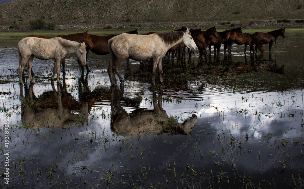 Obraz premium herd of horses