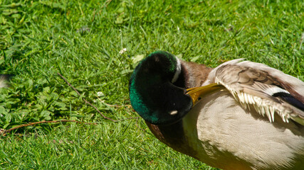 Wild duck with multicolored feathers walking in garden