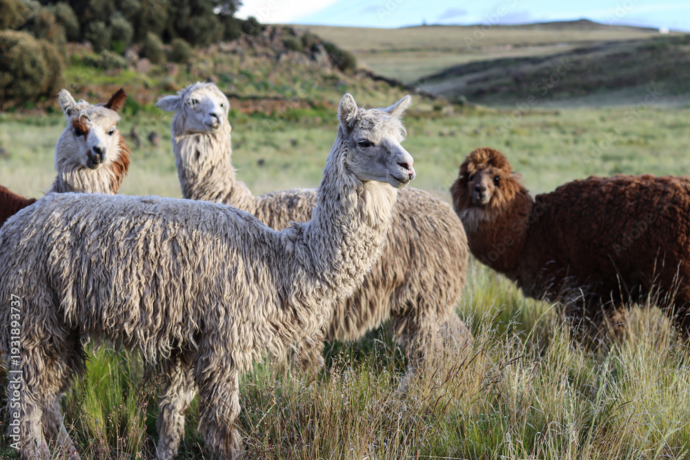 Naklejka premium Suri alpacas, white and brown in color, grazing in meadows of high Andean valleys at 4000 meters above sea level.