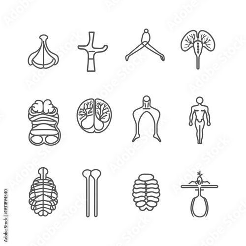 Line Drawings of the Human Body's Anatomical Systems