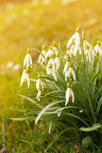 Spring flowers and sunny day in the garten.