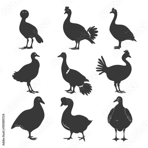 Nine Black Silhouettes of Various Bird Species