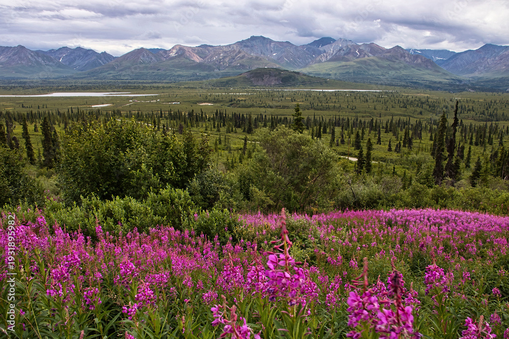 Obraz premium Fireweed on the Glenn HIghway in Alaska