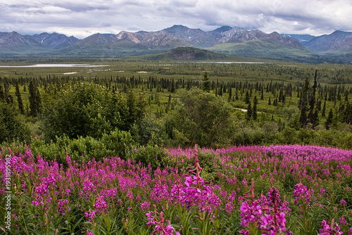 Obraz na płótnie Fireweed on the Glenn HIghway in Alaska