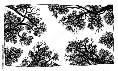 Upward perspective view of tree branches and forest canopy in vintage hand drawn engraving style