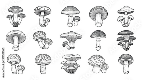 Large set of various mushroom illustrations in a detailed black and white hand-drawn style, showcasing different fungi species with unique caps and stems in a vintage engraving technique