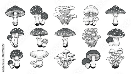 Collection of various hand-drawn mushrooms in a black and white sketch style, showcasing different fungi species like fly agaric and chanterelle for botanical or nature designs