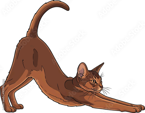 Abyssinian cat stretching relaxed pose vector illustration