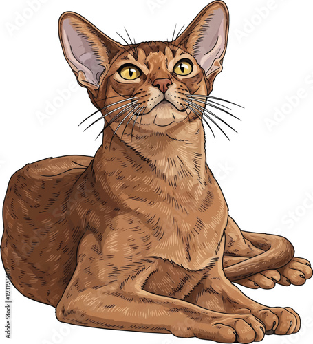 Abyssinian cat lying down relaxed attentive pose illustration