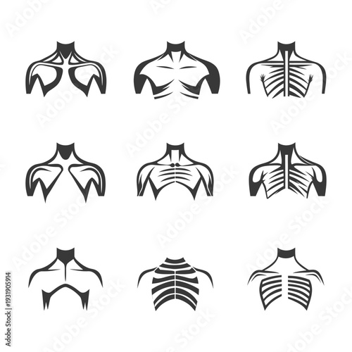 Set of Human Chest and Shoulder Muscle Illustrations