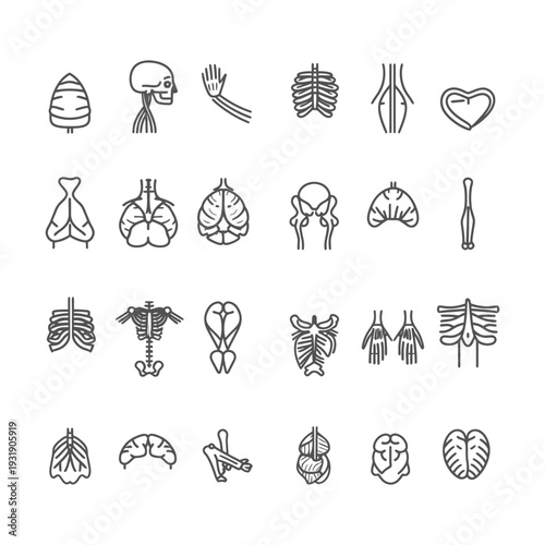 Set of Human Anatomy Line Icons for Medical Illustration