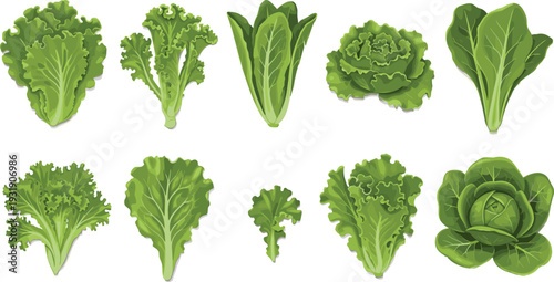 Fresh green lettuce varieties collection isolated on white background healthy organic leafy vegetable set illustration