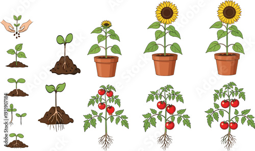Plant growth stages from seed germination to flowering sunflower and tomato plant life cycle illustration set