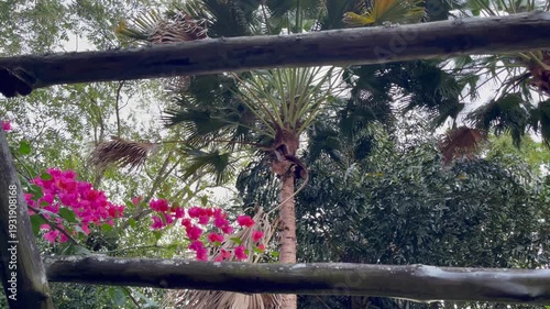 palm tree in the forest with red flowers bougainvillea. tropical bright flower and palm tree against blue sky.