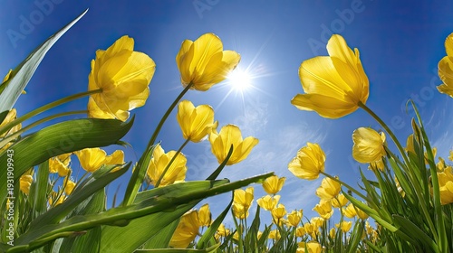 Brilliant yellow blooms stretch towards the bright sun in a field of flowers
